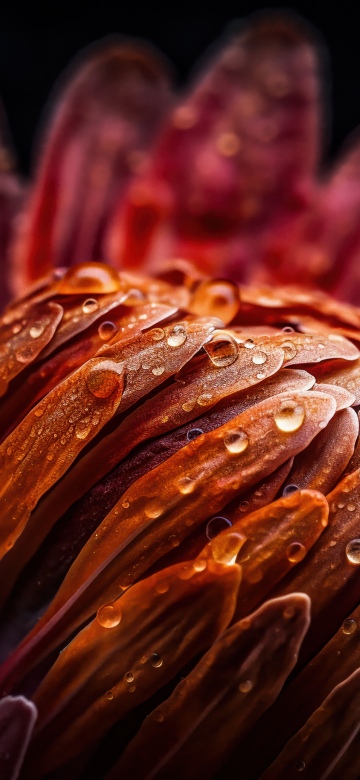 Protea flower, Macro, Orange aesthetic, Water droplets, Petals, Texture, Floral, Vibrant, Dew Drops, Artistic, Bloom, Focus, 5K, Closeup Photography