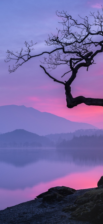 Pastel, Sunset, Lake, Mountains, Serene, Reflection, Silhouette, Lone tree, Dusk, Twilight, Misty, Scenic, Calm