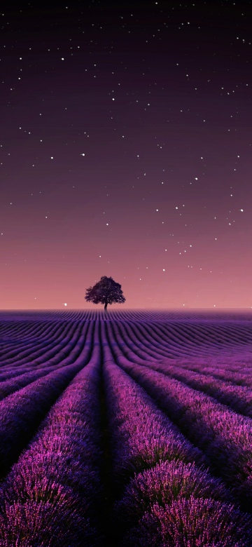 Lavender fields, Night sky, Starry sky, Crescent Moon, Purple aesthetic, Scenery, Lone tree, Serene, Horizon, 5K