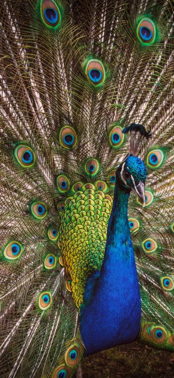 Blue Peacock, Peafowl, Beautiful, Green Feathers, Closeup, Bird, Colorful, 5K