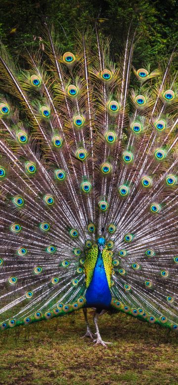 Peacock, Green Grass, Beautiful, Green Feathers, Bird, Trees, Colorful, 5K