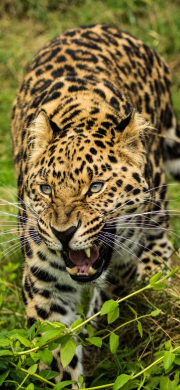 Leopard, Green Grass, Wild animals, Big cat, 5K