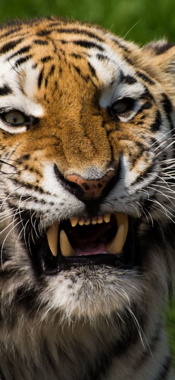 Tiger face, Closeup, Big cat, Wildlife, Predator