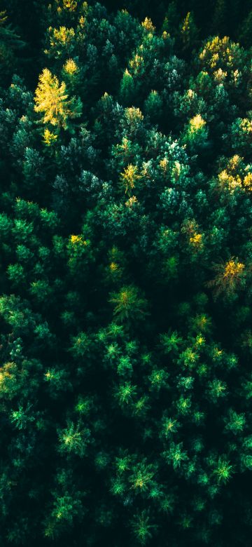 Green Trees, Forest, Aerial view, Greenery, Drone photo