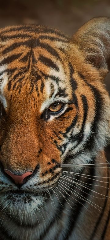 Bengal Tiger, Closeup, Big cat, Wild animals