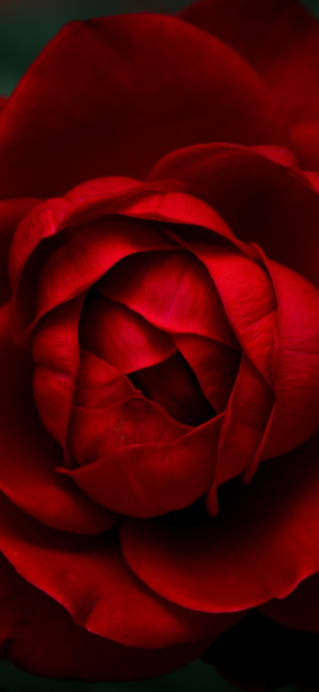 Velvet Rose, 8K, Rose Petals, Red Roses, 5K, Closeup Photography