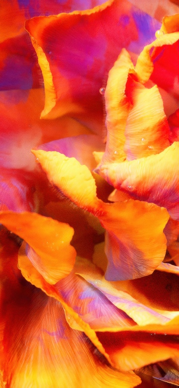 Peony, Macro, Orange aesthetic, 5K, Closeup Photography, Bloom