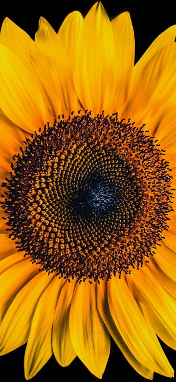 Sunflower, AMOLED, Black background, Yellow flower, 5K