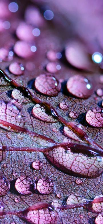 Purple leaf, Dew Drops, Macro, Droplets, 5K