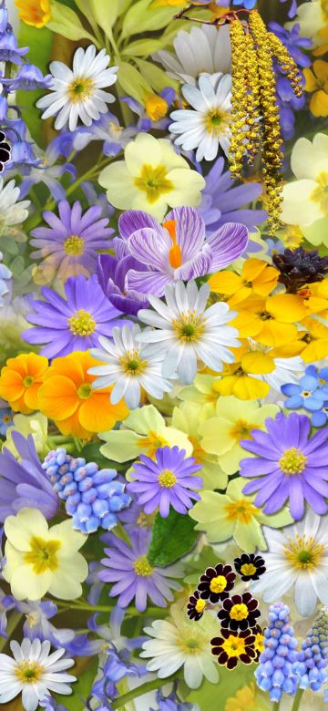 Colorful flowers, Vivid, Yellow flowers, Blossom, Bloom