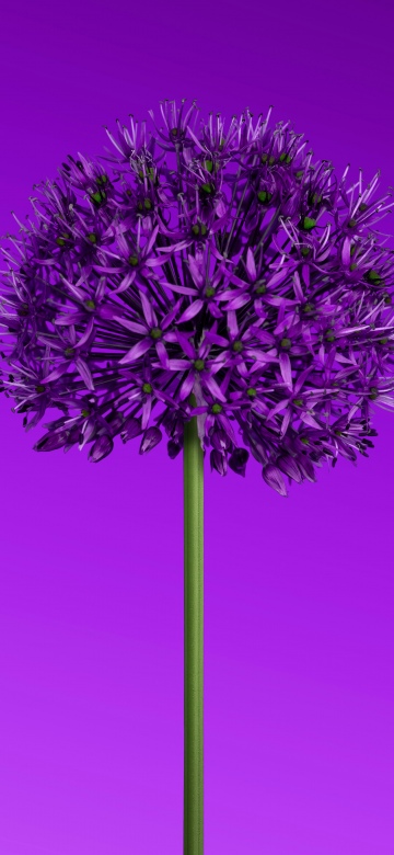 Allium flower, Purple aesthetic, Minimalist, Purple Flowers, 5K, 8K, Purple gradient
