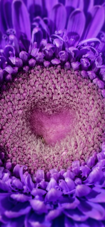 Gerbera flower, Violet flowers, Closeup, Macro, Daisy flower, Heart, Blossom, Beautiful