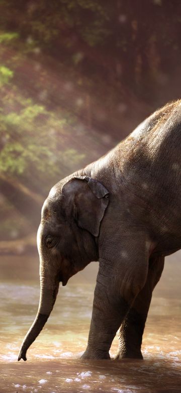 Elephant cub, Rocks, River, Sun rays, Waterhole, Daytime, Mammal, 5K, 8K