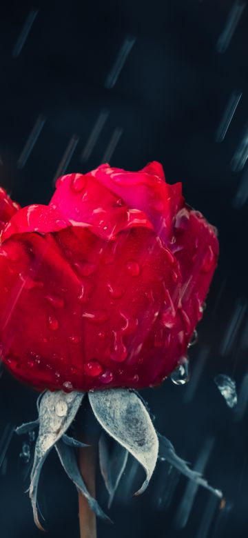 Red Rose, Rain, Water drops, Dark background, Closeup, 5K