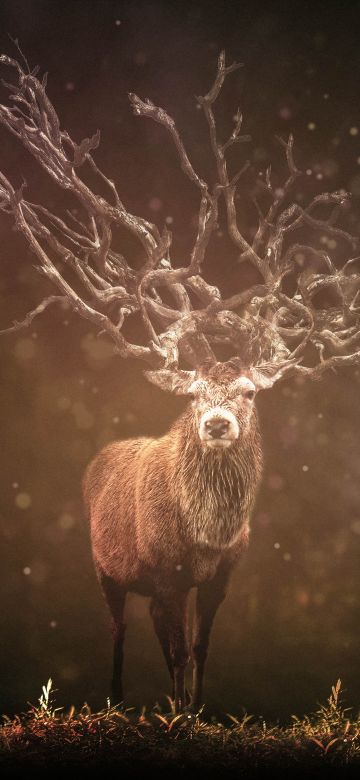 Hirsch, Deer, Forest, Sun rays, Dark background, Wildlife, Rock, 5K, 8K, Brown aesthetic