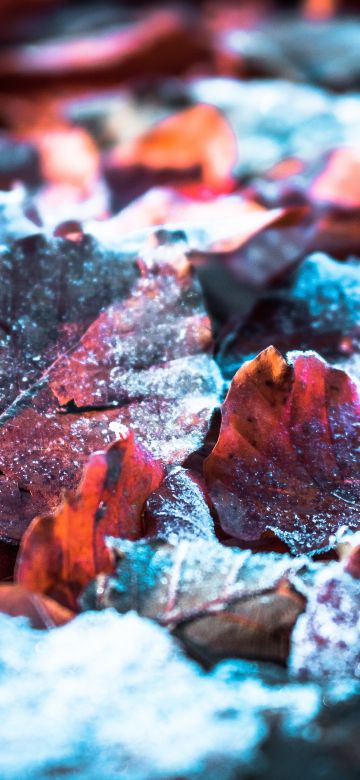 Autumn leaves, Snow, Winter, Frost leaves, Closeup, Purple, 5K