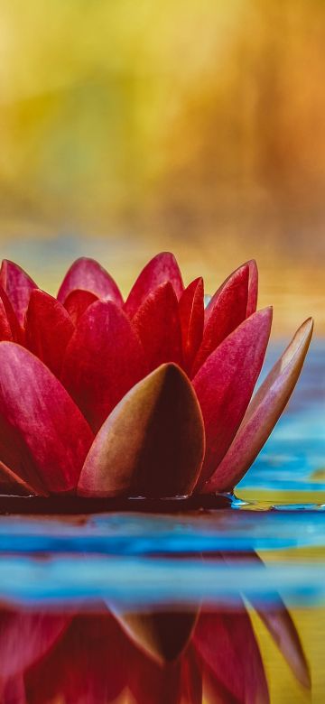 Water Lily, Red flower, Reflection, Aquatic Plant, 5K