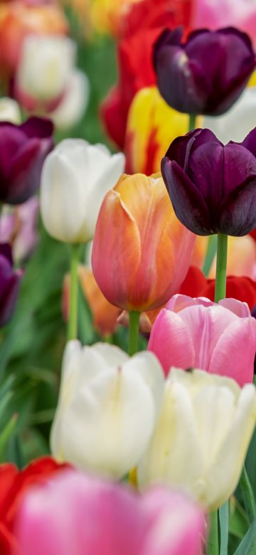 Tulip flowers, Multicolor, Colorful, Tulips field, Purple, Pink, Beautiful, Flower garden, 5K