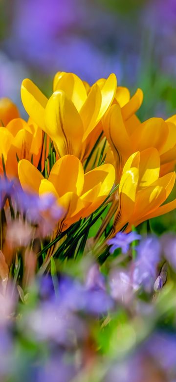 Saffron Flowers, Yellow flowers, Crocus flower, Bokeh, Colorful, 5K