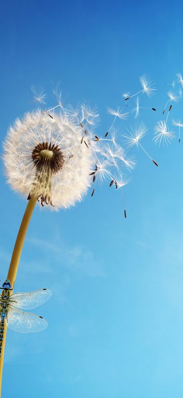 Dandelion flower, White, Dragonflies, Blue Sky, Insects, Blue background, Sky view