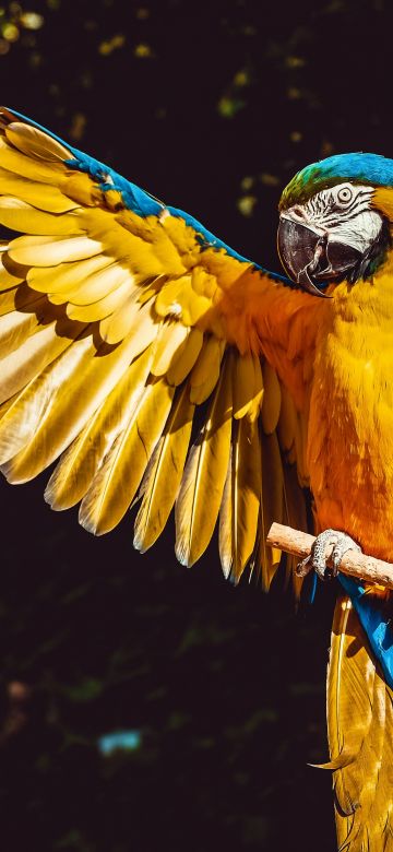 Yellow Macaw, Bird, Colorful, Parrot, Black background, 5K