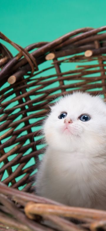 White cat, Kitty, Basket, Puppy, Blue background, Pet, Cute Kitten, 5K