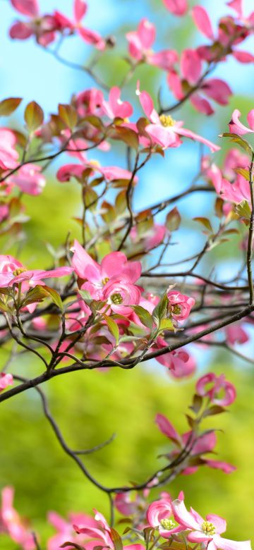 Pink flowers, Spring, Bokeh, Beautiful, Green, Bloom, 5K