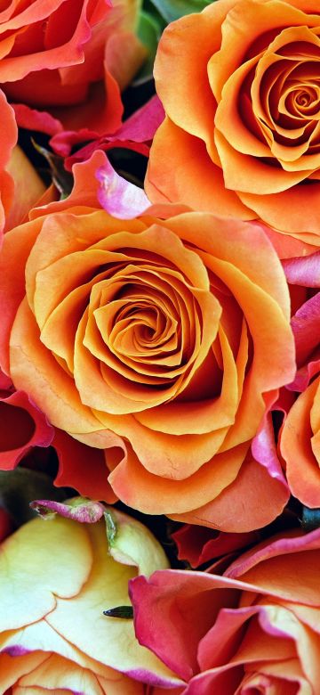 Rose flowers, Orange flowers, Bloom, Garden, Colorful, Floral, Closeup, 5K