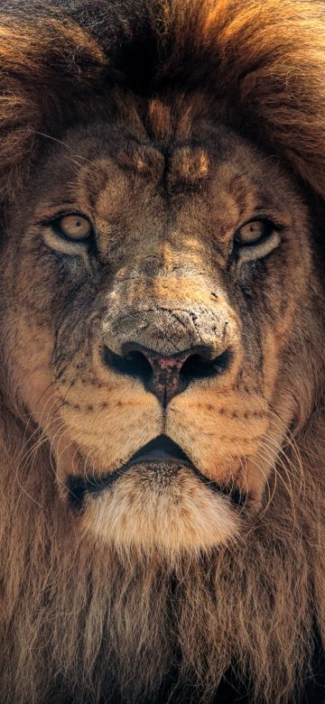 African Lion, Wild animal, Brown Lion, Closeup