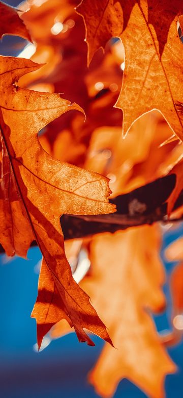 Autumn leaves, Orange Leaf, Sunlight, Closeup, 5K