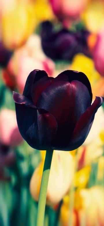 Tulip flowers, Purple, Tulip Field, Spring, Blossom, Bokeh, Multicolor, 5K