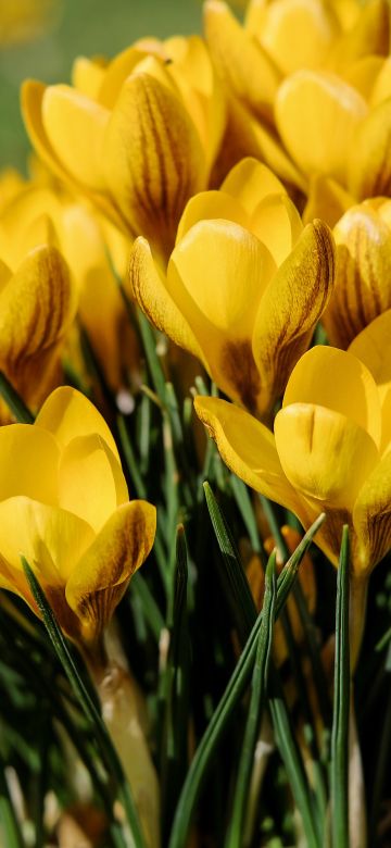 Yellow flowers, Saffron Flowers, Crocus flowers, Green Grass, Spring, Meadow, Blossom, Beautiful, 5K