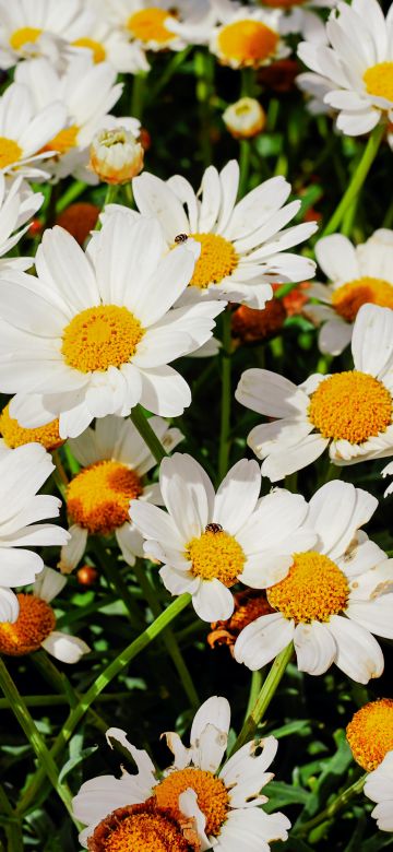 Daisies, White flowers, Bloom, Spring, Garden, Floral, Beautiful, 5K