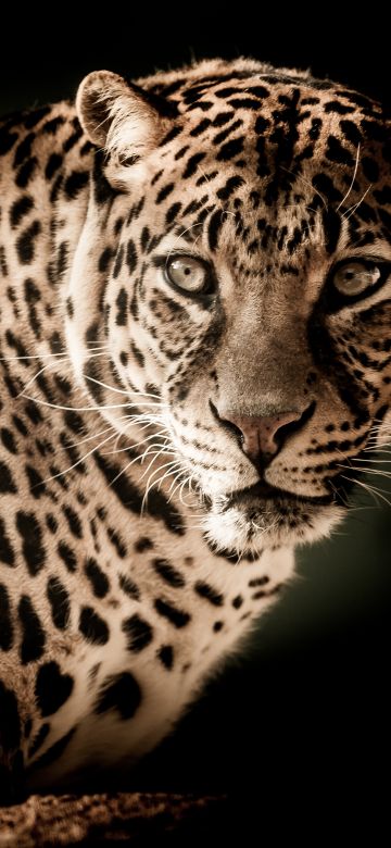 Leopard, Wildcat, Wildlife, Black background, Closeup