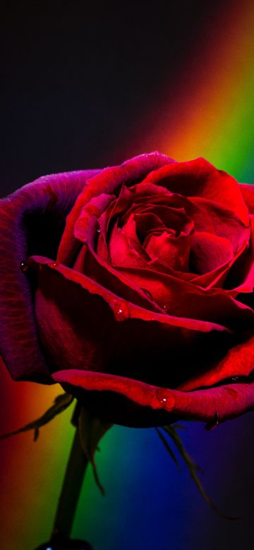 Red Rose, Black background, Rainbow, Closeup, Blossom, Colorful, 5K