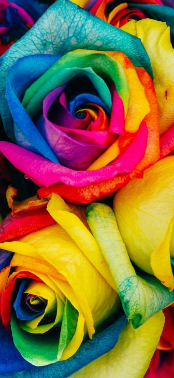 Multicolor Roses, Colorful, Floral, Rose flower, Closeup, Blossom, Rainbow colors, 5K