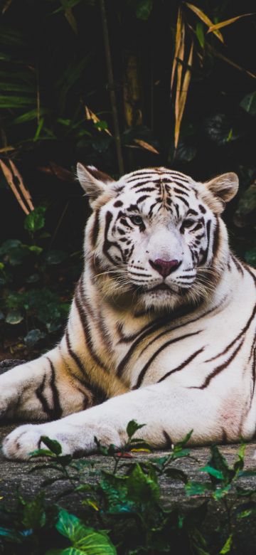 White tiger, Forest, Green leaves, Dark background, Big cat, Predator, Wildlife, Greenery, 5K