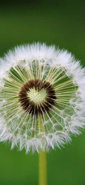 Dandelion flower, Heart, White, Green background, Aesthetic, Closeup, Beautiful, 5K