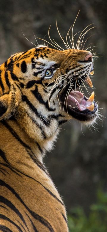 Bengal Tiger, Roaring, Big cat, Wild animal, Predator, Closeup, 5K