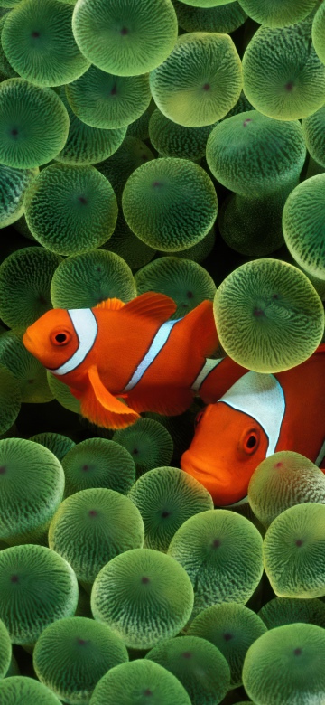 OS X Leopard, Clownfish