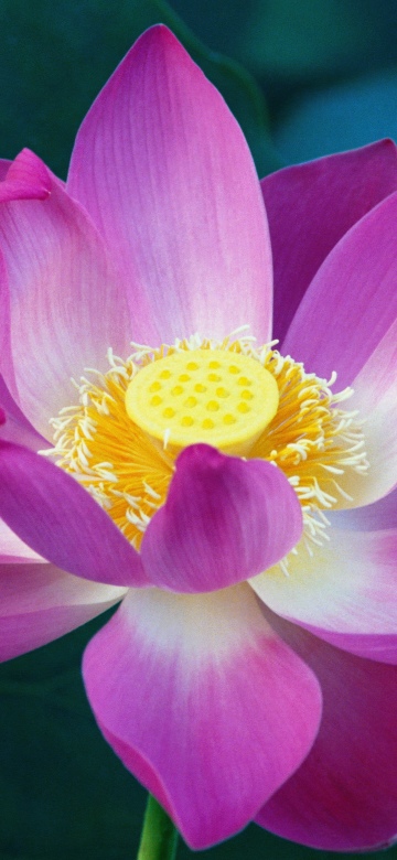 OS X Lion, Lotus flower