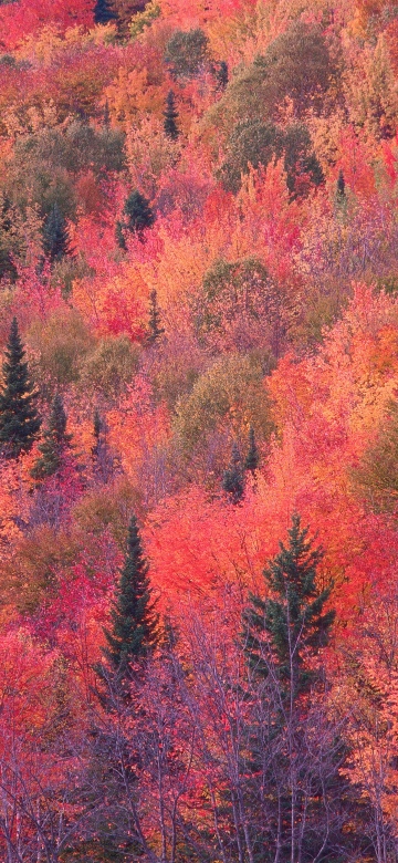 OS X Mountain Lion, Autumn Forest