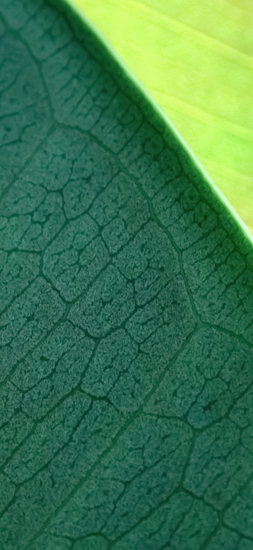 OS X Mountain Lion, Green leaf
