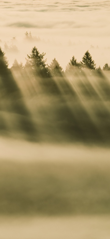 OS X Mavericks, Foggy forest