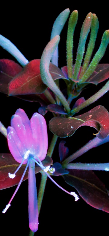 macOS Mojave, Honeysuckle