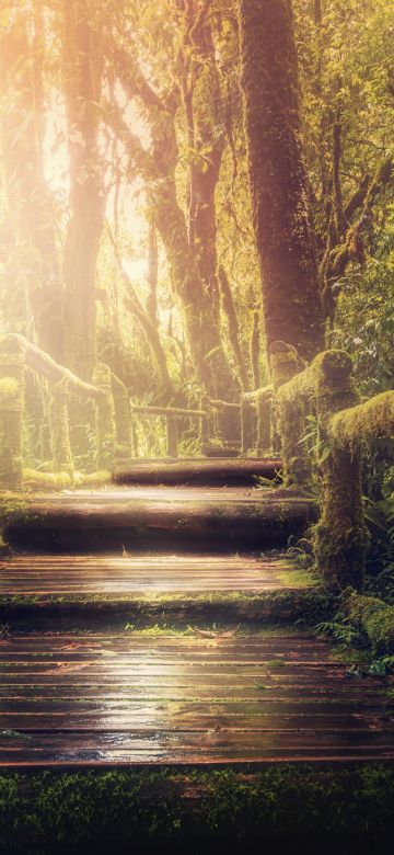 Wooden stairs, Forest, Jungle, Green Trees, Sunlight, Wooden Planks, 5K