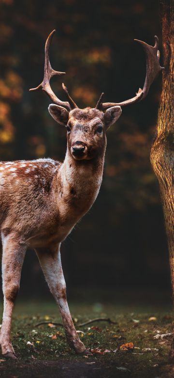 Fallow deer, Squirrel, Bird, Trees, Forest, Autumn, 5K, 8K