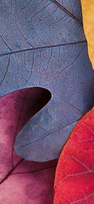 Fall, Autumn leaves