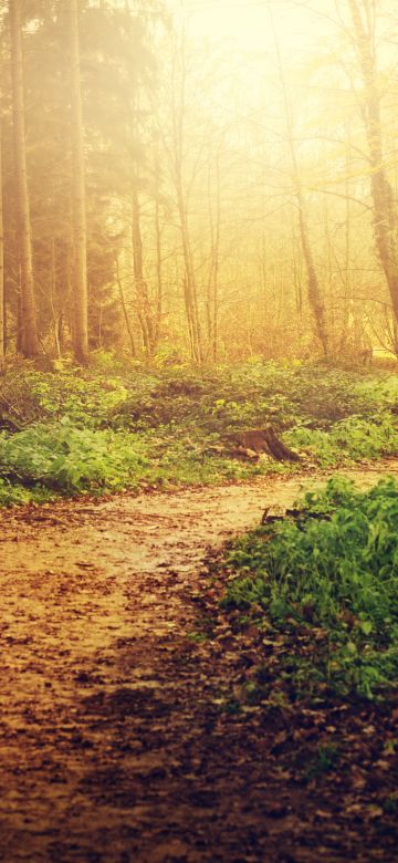 Forest path, Sunlight, Trees, Woods, Autumn, 5K