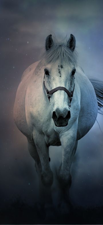 White horse, Running Horse, Dark background, 5K, 8K